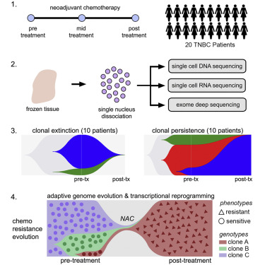 Cell:單細胞測序深度解析三陰乳腺癌_單細胞測序,單細胞測序技術