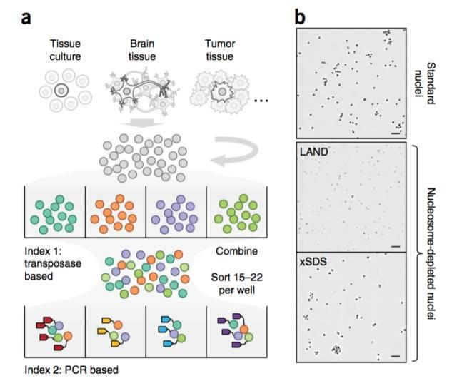 不使用微流控如何實(shí)現(xiàn)高通量測(cè)序單細(xì)胞基因組？