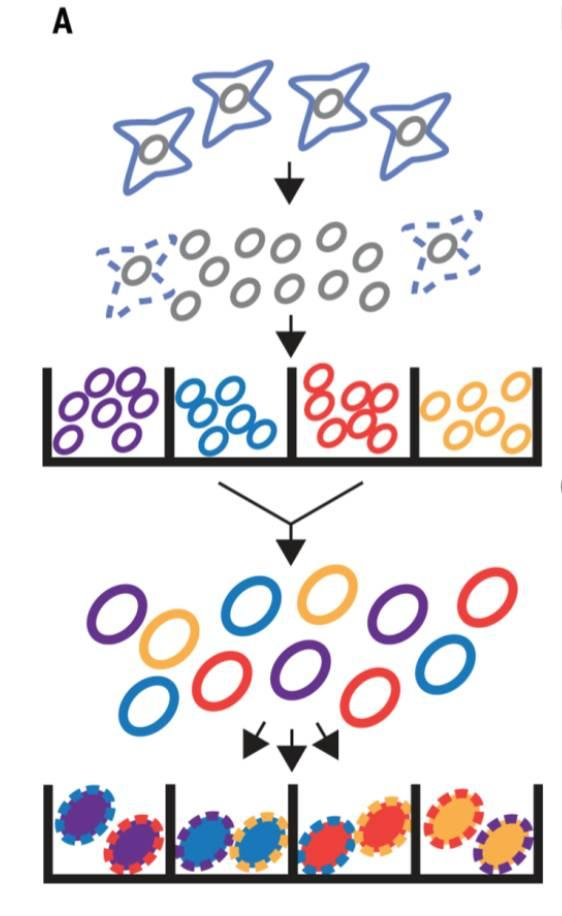 不使用微流控如何實(shí)現(xiàn)高通量測(cè)序單細(xì)胞基因組？
