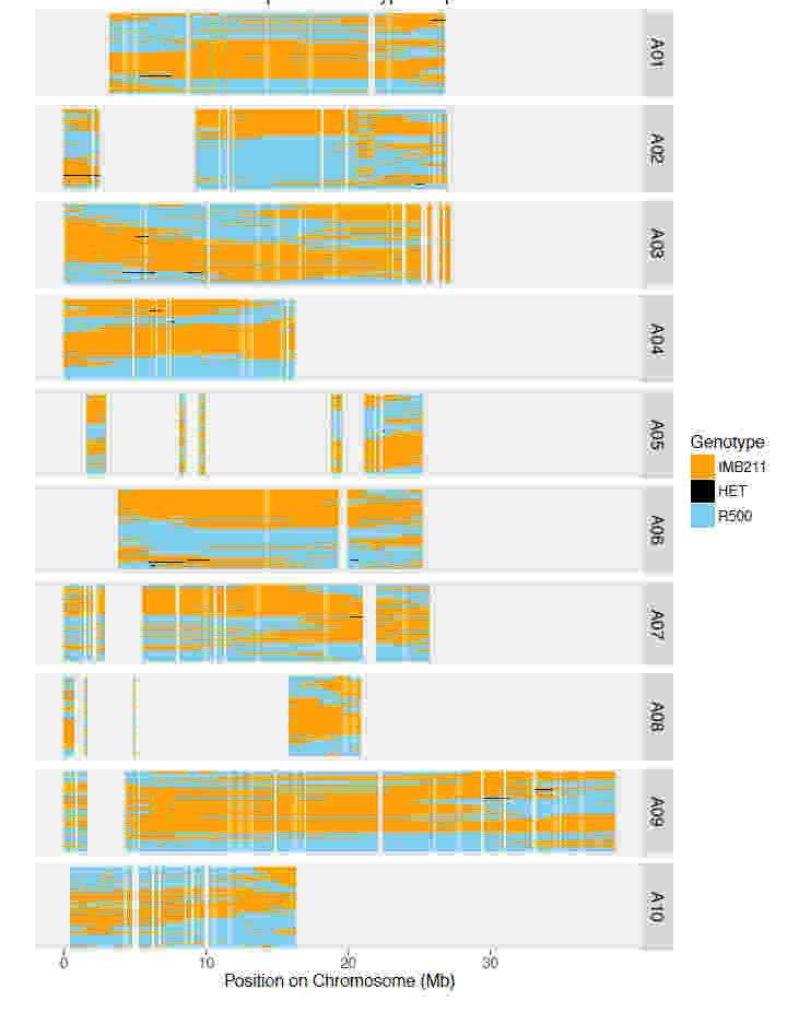 使用RNA-seq進行基因組支架放置，校正裝配和遺傳圖譜創建
